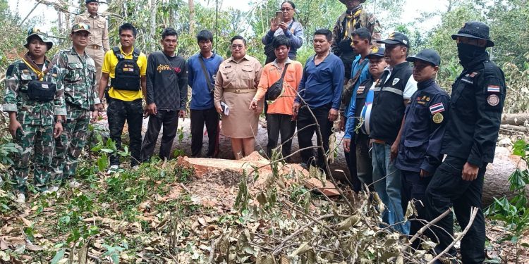 ปราจีนบุรี ป่าไม้ฝ่ายปกครองจับผู้ลักลอบตัดไม้ที่สาธารณะ