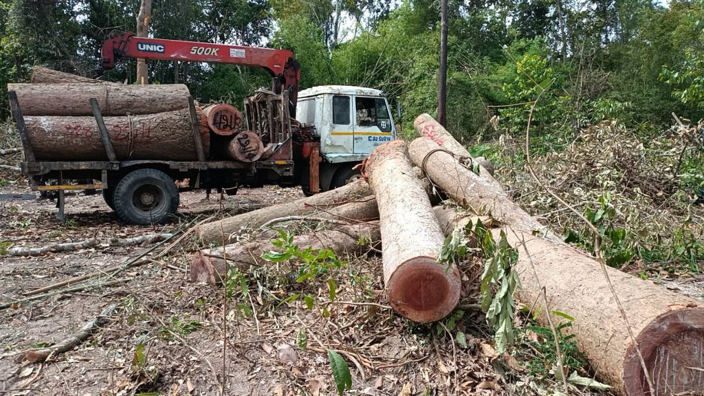 ปราจีนบุรี ป่าไม้ฝ่ายปกครองจับผู้ลักลอบตัดไม้ที่สาธารณะ 13 Talknews Online