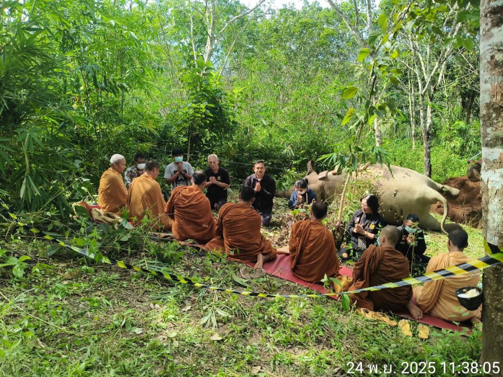 กาญจนบุรี - ทำพิธีฝังช้างเสียชีวิตแล้ว! ส่วนครูตู้ หน.หน่วยพิทักษ์ป่าทิขุ เสียชีวิตจากช้างป่าทำร้าย เป็น 1 ในทีมจับกุมคดีล่าเสือดำ คดีดังปี 61 13 Talknews Online