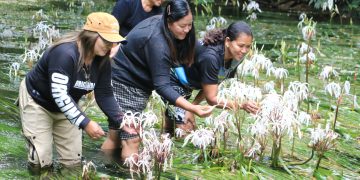 พังงา-หนึ่งเดียวในโลก พลับพลึงธาร ราชินีแห่งสายน้ำ ออกดอกบานสะพรั่งที่คลองตาเษม คุระบุรี