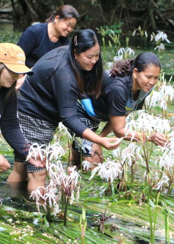 พังงา-หนึ่งเดียวในโลก พลับพลึงธาร ราชินีแห่งสายน้ำ ออกดอกบานสะพรั่งที่คลองตาเษม คุระบุรี