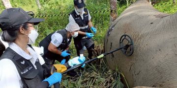 กาญจนบุรี – ผลผ่าซากช้างป่าพบลูกตะกั่ว ฝังร่าง 6 เม็ด เร่งล่าผู้ก่อเหตุดำเนินคดี ส่วนรมว.ทส.มอบ ผอ.สบอ.3(บ้านโป่ง) เป็น ปธ.พิธีรดน้ำหลวงอาบศพ ครูตู้ พนักงานพิทักษ์ป่า ขสป.ทุ่งใหญ่นเรศวรฯเย็นนี้