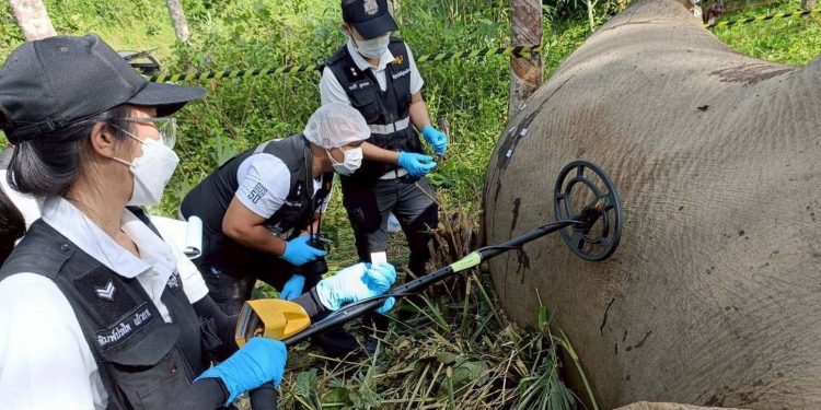 กาญจนบุรี – ผลผ่าซากช้างป่าพบลูกตะกั่ว ฝังร่าง 6 เม็ด เร่งล่าผู้ก่อเหตุดำเนินคดี ส่วนรมว.ทส.มอบ ผอ.สบอ.3(บ้านโป่ง) เป็น ปธ.พิธีรดน้ำหลวงอาบศพ ครูตู้ พนักงานพิทักษ์ป่า ขสป.ทุ่งใหญ่นเรศวรฯเย็นนี้