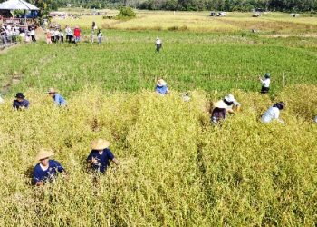 พังงา – เกาะยาวจัดงาน “วันอาหารปลอดภัย ข้าวใหม่ปลามัน” ร่วมเก็บเกี่ยวข้าวในนาแปลงใหญ่ที่สุดในทะเลอันดามัน