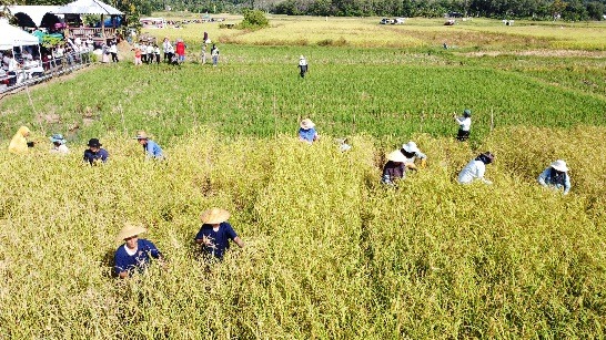 พังงา – เกาะยาวจัดงาน “วันอาหารปลอดภัย ข้าวใหม่ปลามัน” ร่วมเก็บเกี่ยวข้าวในนาแปลงใหญ่ที่สุดในทะเลอันดามัน 12 พังงา – เกาะยาวจัดงาน “วันอาหารปลอดภัย ข้าวใหม่ปลามัน” ร่วมเก็บเกี่ยวข้าวในนาแปลงใหญ่ที่สุดในทะเลอันดามัน