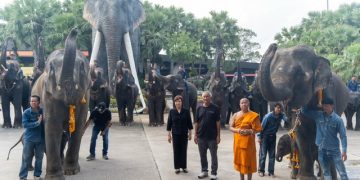 “พี่น้องต่างครรภ์แห่งสวนนงนุชพัทยา” เปิดตำนานอบอุ่นสองชีวิตใหม่ ลูกช้างคู่สายเลือดเดียวกัน