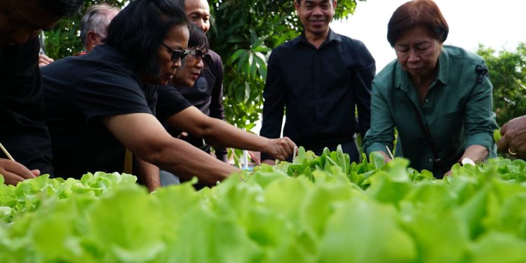 ชัยนาท เปิดสวนผักคนเมือง ต้นแบบอาหารปลอดภัย เตรียมต่อยอดสู่ตลาดผักปลอดภัยคนชัยนาท