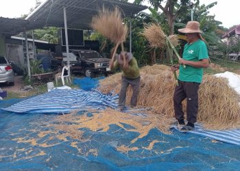 กาฬสินธุ์ชาวนาอนุรักษ์ฟาดข้าวคัดเลือกพันธุ์หลังราคาข้าวเปลือกพุ่งไม่หยุด