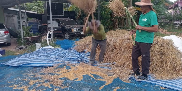 กาฬสินธุ์ชาวนาอนุรักษ์ฟาดข้าวคัดเลือกพันธุ์หลังราคาข้าวเปลือกพุ่งไม่หยุด