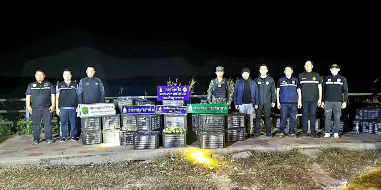 มุกดาหาร นรข. กองกำลังสุรศักดิ์มนตรี จับมะม่วง 257 ลัง ลักลอบข้ามโขง คนร้ายทิ้งรถของกลาง 6,250 กก.