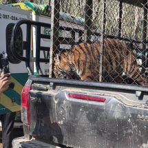 กาญจนบุรี – กรมอุทยานฯนำเสือโคร่งไปดูแลที่ศูนย์ช่วยเหลือสัตว์ป่าที่ 3 (เขาประทับช้าง) จ.ราชบุรี หลัง KNU ส่งมอบให้มูลนิธิเพื่อนสัตว์ป่าเพชรบุรี ที่ชายแดน จ.กาญจน์