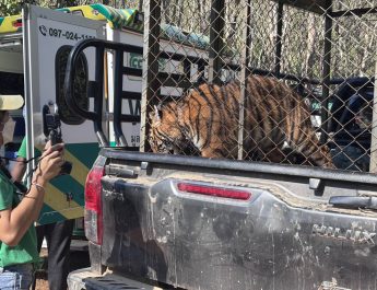 กาญจนบุรี – กรมอุทยานฯนำเสือโคร่งไปดูแลที่ศูนย์ช่วยเหลือสัตว์ป่าที่ 3 (เขาประทับช้าง) จ.ราชบุรี หลัง KNU ส่งมอบให้มูลนิธิเพื่อนสัตว์ป่าเพชรบุรี ที่ชายแดน จ.กาญจน์