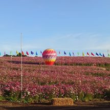 ชัยภูมิ เปิดทุ่งคอสมอส ส่งเสริมการท่องเที่ยวรับปีใหม่ 69 คึกคัก