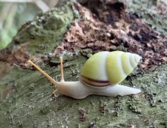 พังงา-ข่าวดีหนึ่งเดียวในโลก พบ “หอยมรกต” บนเกาะตาชัยเพิ่มจำนวนมากขึ้น สะท้อนความอุดมสมบูรณ์ผืนป่าธรรมชาติ