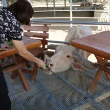 กาญจนบุรี/// กระบือกินกล้วยบรรยากาศชิวๆ ด้วยกลิ่นท้องทุ่ง พร้อมนั่งจิบกาแฟแลกระบือ!! ร้านคาเฟ่ดังเมืองกาญจน์บนเนื้อที่กว่า 50 ไร่ มีกระบือเผือกเกือบ 50 ตัว ที่ถูกไถ่ชีวิตมาจากโรงฆ่า