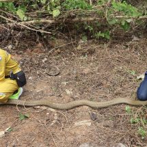 เบตง ปรับที่ดินเจองูจงอางยาว 4 เมตร