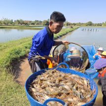 กาฬสินธุ์ควันหลงปีใหม่กุ้งก้ามกรามขายดีเป็นประวัติการณ์ขาดตลาดแล้ว