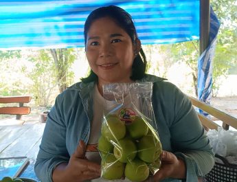 ปราจีนบุรี พุทราไต้หวันโลละ 60 บาทไม่พอขาย