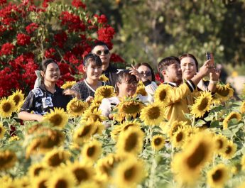มหาสารคาม .- ดอกทานตะวันนับหมื่นต้น บานสะพรั่งสวยงามพร้อมให้ประชาชนที่สัญจรไปมาได้ถ่ายภาพ เช็คอิน ณ บึงกุย อ.โกสุมพิสัย