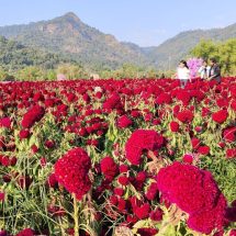 นครนายก – แห่ชมทุ่งดอกไม้ ไร่กลิ่นเกสร แลนด์มาร์คใหม่ช่วงไฮซีซั่น