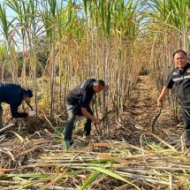 กาญจนบุรี – นายอำเภอบ่อพลอย ลงพื้นที่เยี่ยมเกษตรกรชาวไร่อ้อย ตามนโยบาย “คนบ่อพลอยไม่เผา เพื่อเรา เพื่อลูก เพื่อหลาน เพื่อโลก”พบอุปสรรค คือ ต่อ แตน ผึ้ง