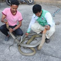 เบตง / งูจงอางยักษ์ต่อสู้ดุเดือด