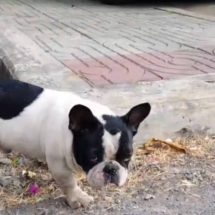 นครนายก – หมาขี้เล่น ซ้อมบทหมาพิการถูกรถทับใครเห็นก็สงสาร