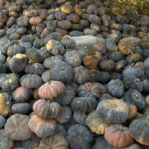 สกลนคร เกษตรกรโอดครวญราคาฟักทองตกต่ำกิโลกรัมละ 5 บาท