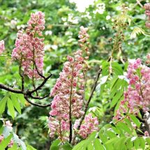 น่าน – “ดอกชมพูภูคา” ดอกไม้หายากแห่งเดียวในโลก เริ่มผลิบานอวดโฉมอย่างงดงาม บนยอดดอยในพื้นที่ อุทยานแห่งชาติดอยภูคา