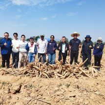 กาญจนบุรี – เกษตรกาญจน์ หนุนใช้เครื่องจักรกลทันสมัย ลดต้นทุนปลูกมันสำปะหลัง