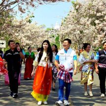 ลพบุรี แห่ชมกัลปพฤกษ์ ซากุระเมืองไทย บานสะพรั่งสวยงามสองข้างทาง