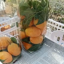 ชัยภูมิ///คุณยายในวัย 70 พลิกดินแห้งแล้งทำสวน ปลูกมะยงชิดขายรายได้ดี เจ้าแรกที่ อ.เทพสถิต จ.ชัยภูม