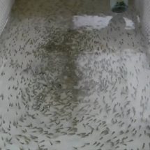 สกลนคร ประมงเาะพันธุ์สัตว์น้ำแจกจ่ายแหล่งน้ำธรรมชาติ 12 ล้านตัว