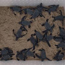 พังงา ตื่นเต้นภาพลูกเต่ามะเฟืองขึ้นจากหลุมฟักไข่เจ้าหน้าที่ปล่อยลงสู่ทะเลจำนวน22ตัว