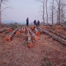 สายเขียวขยับ ! กรณี “นอภ.ร้องกวาง” นำทีมบูรณาการกำลัง ตรวจยึดไม้สักท่อน ไม้ประดู่ กลางป่าสงวน ม. 1 ต.น้ำเลาฯ