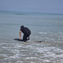 พังงา – นาทีระทึกชาวบ้านรุดช่วยโลมาเกยตื้น ถูกคลื่นซัดเข้าฝั่งก่อนช่วยพากลับสู่ทะเลได้สำเร็จ