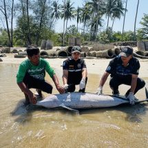 พังงา-เศร้า พบโลมาลายแถบเกยตื้นเสียชีวิต ที่หาดบางสัก เจ้าหน้าที่เร่งหาสาเหตุ