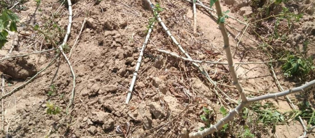 ชัยภูมิ///ชาวบ้านผวา และ สุดช้ำ ช้างป่าบุกไร่มันสำปะหลัง 3 วันติด เสียหายแล้วหลาย 10ไร่