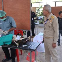 เบตง / ทำหมันหมาแมวจรจัดควบคุมไม่ให้สร้างความเดือดร้อน