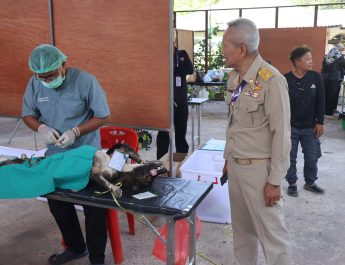 เบตง / ทำหมันหมาแมวจรจัดควบคุมไม่ให้สร้างความเดือดร้อน