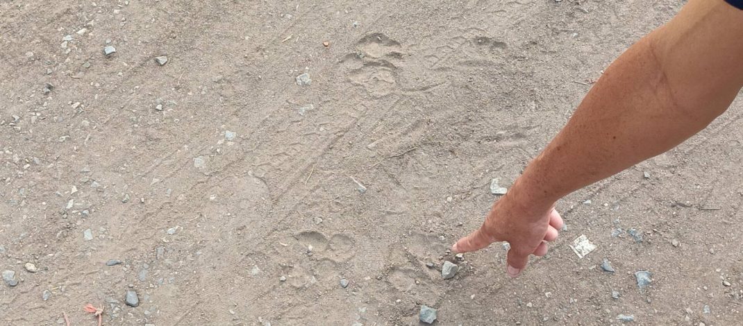 ปราจีนบุรี ระดมทีมผู้เชี่ยวชาญพร้อมเจ้าหน้าที่ ปูพรมตรวจสอบ “เสือดำ” โผล่วัดบ้านไผ่