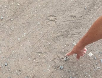 ปราจีนบุรี ระดมทีมผู้เชี่ยวชาญพร้อมเจ้าหน้าที่ ปูพรมตรวจสอบ “เสือดำ” โผล่วัดบ้านไผ่