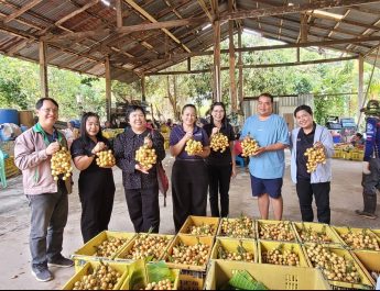เกษตรจังหวัดอุตรดิตถ์ ลงพื้นที่ติดตามสถานการณ์ผลผลิตมะไฟ ตำบลขุนฝาง อ.เมือง จ.อุตรดิตถ์