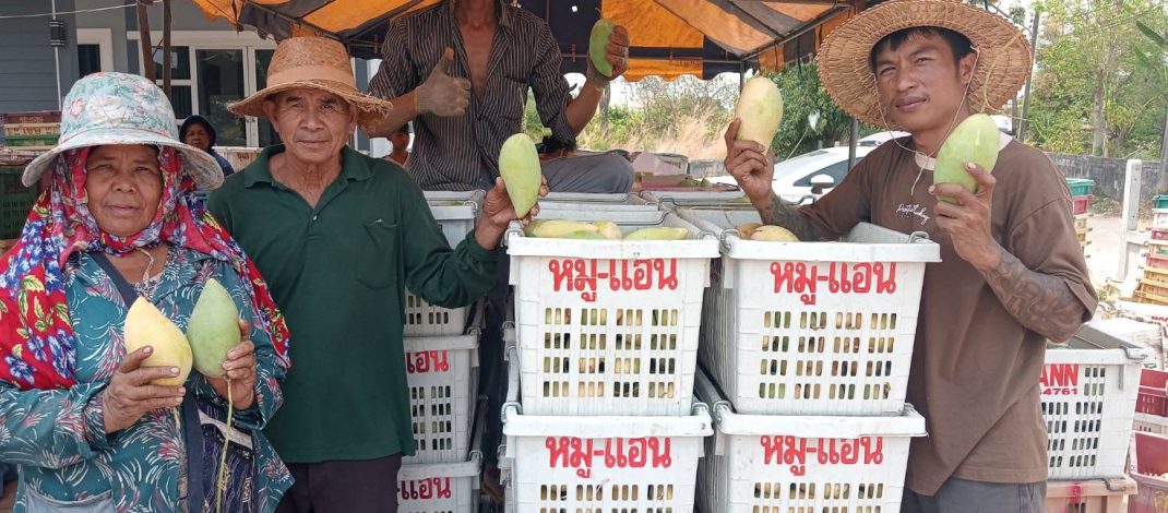 กาฬสินธุ์ ชาวสวนมะม่วงสุดอ่วมราคาดิ่งเหว จากเริ่มต้น กก.ละ 60 บาทเหลือเพียง 3 บาท