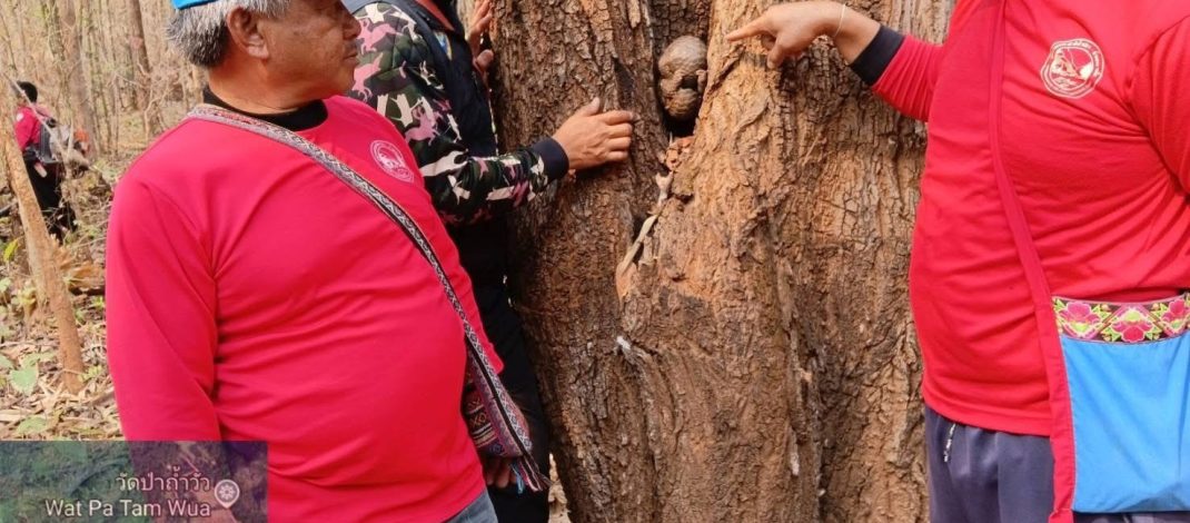 “น้องลิ่น” หนีตายซุกซอกไม้ มหันตภัยไฟป่าถ้ำปลา เกล็ดแตก-หางกุด สภาพยับเยิน ส่งสถานีเพาะเลี้ยงปางตองเร่งดูแล