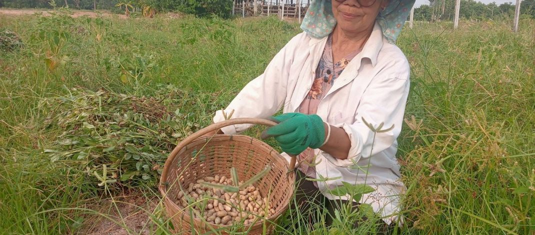 กาฬสินธุ์ วิกฤติพลังงานพ่นพิษกระทบถั่วลิสงราคาร่วง เกษตรกรหนุนรัฐบาลเดินหน้าส่งเสริมโรงไฟฟ้าชีวมวล