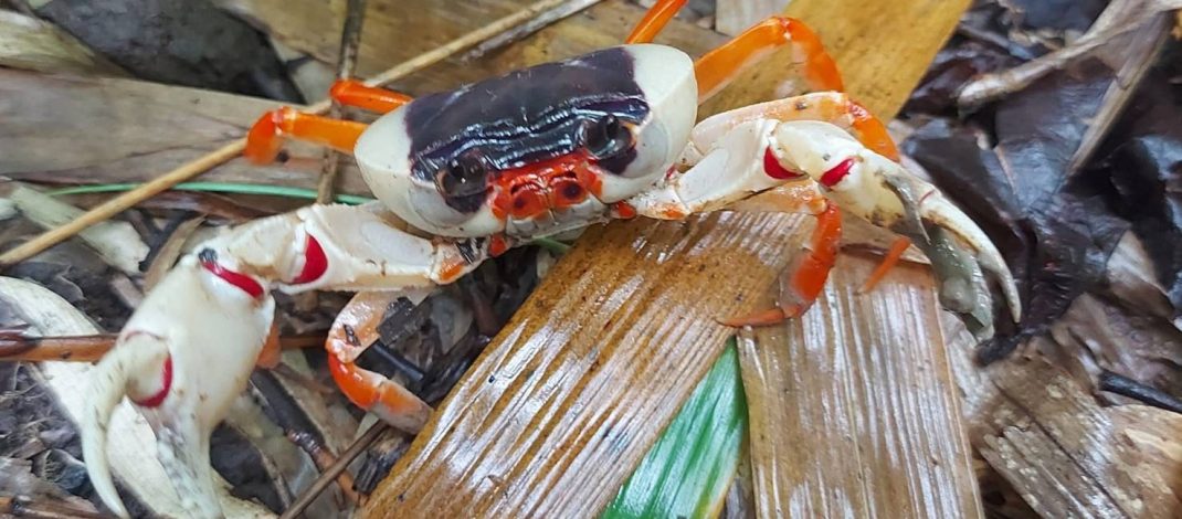 กาญจนบุรี – เข้าฤดูมีให้ชมปูราชินีที่อำเภอทองผาภูมิ!! ปลัดอบตำบลห้วยเขย่ง อ้อนนักท่องเที่ยว แวะมาชมความสวยงามของปูราชินี ระดับประเทศ