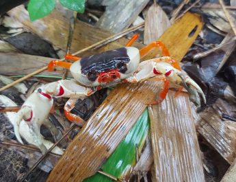 กาญจนบุรี – เข้าฤดูมีให้ชมปูราชินีที่อำเภอทองผาภูมิ!! ปลัดอบตำบลห้วยเขย่ง อ้อนนักท่องเที่ยว แวะมาชมความสวยงามของปูราชินี ระดับประเทศ