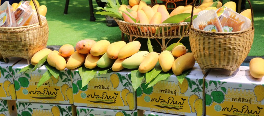 กาฬสินธุ์ เกษตรนำสื่อลุยช่วยชาวสวนมะม่วงมหาชนกกระตุ้นยอดขาย มุ่งสู่สินค้า GI เข้มมาตรฐาน เสริมการแปรรูปเพื่อยกระดับสู้วิกฤตพลังงาน