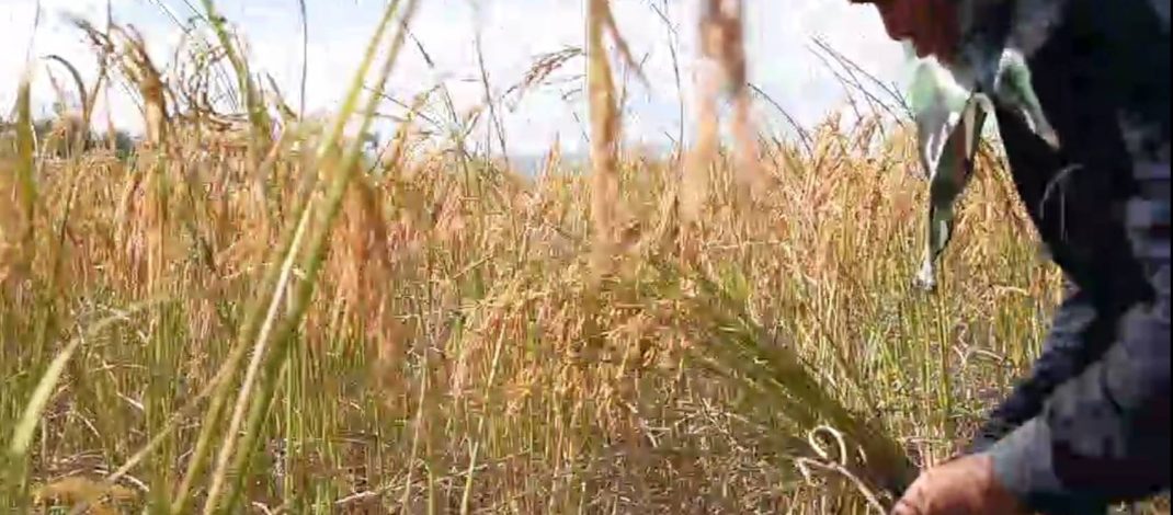 สกลนคร ชาวนาครวญจะตายแล้วฝากถึงรัฐบาลช่วยเรื่องราคาข้าว ลดราคาน้ำมัน